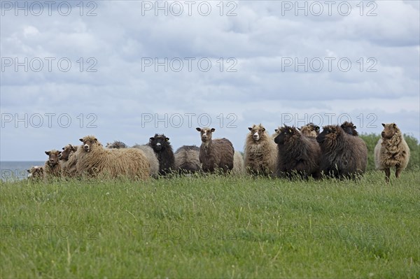 Norwegian sheep on the dike