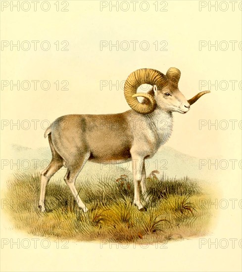 Altai Argali