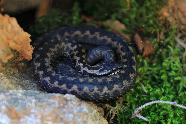 Adder