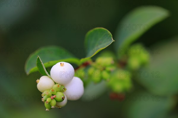 Snowberry