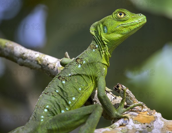 Young female plumed basilisk