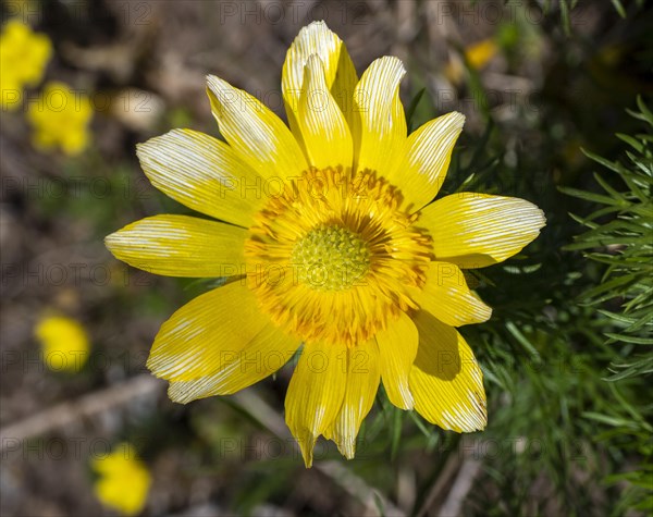 Adonisroeschen