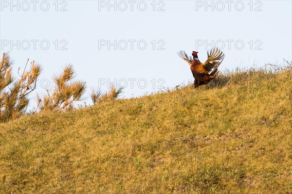 Courting Hunting Pheasant