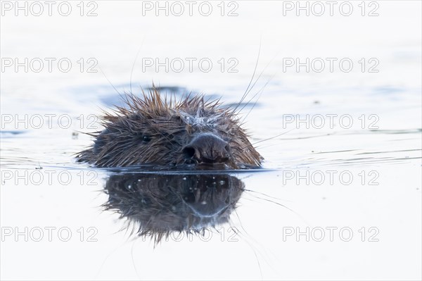 Nutria