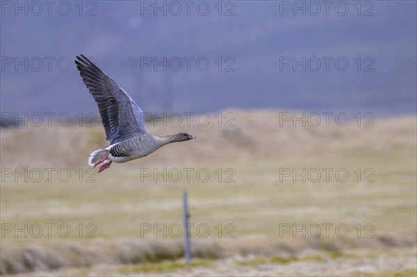 Short-billed goose