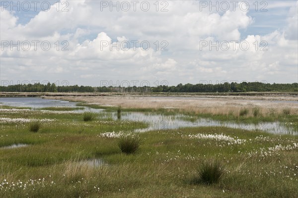 Narrow-leaved cotton grass