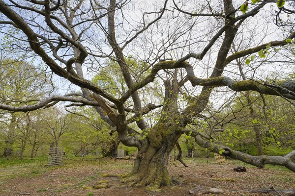 Knotty beech