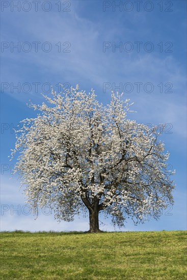 Blossoming cherry tree