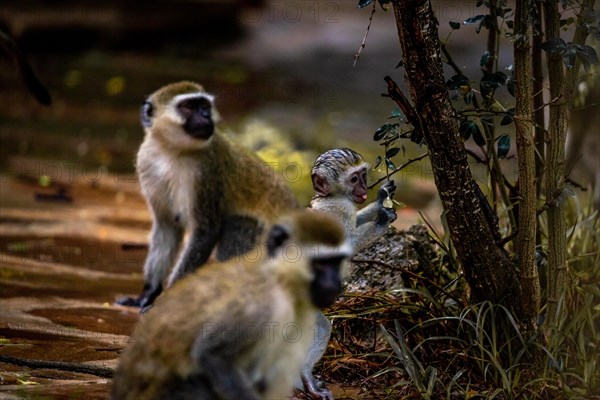 Vervet monkey