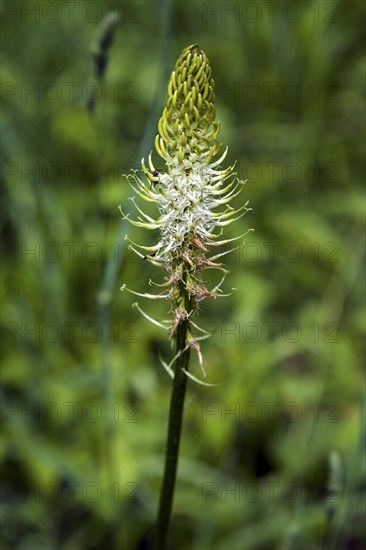 Spiked devil's claw