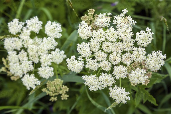 Meadow hogweed