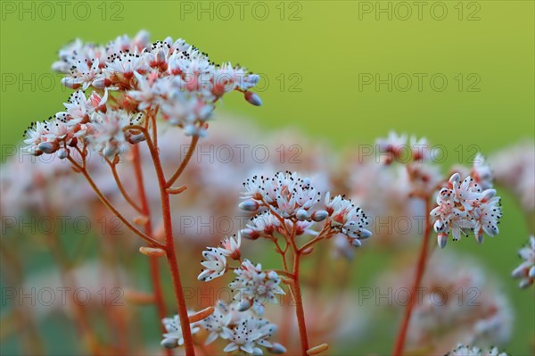 White stonecrop