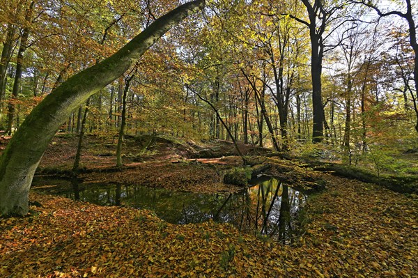 Rotbach in the autumnal Hiesfeld Forest