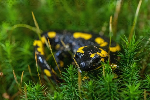 Feuersalamander