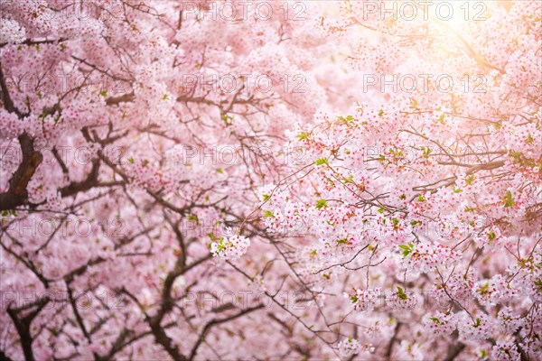 Blooming sakura cherry blossom close up background in spring