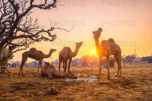 Famous indian camels trade Pushkar mela camel fair festival in field