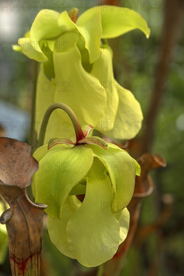 Yellow flowers of a pale tube plant