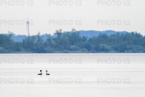 Great Crested Grebe