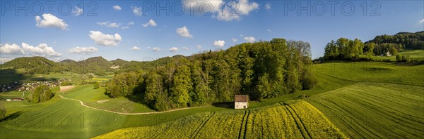Rape field and forest hut in spring