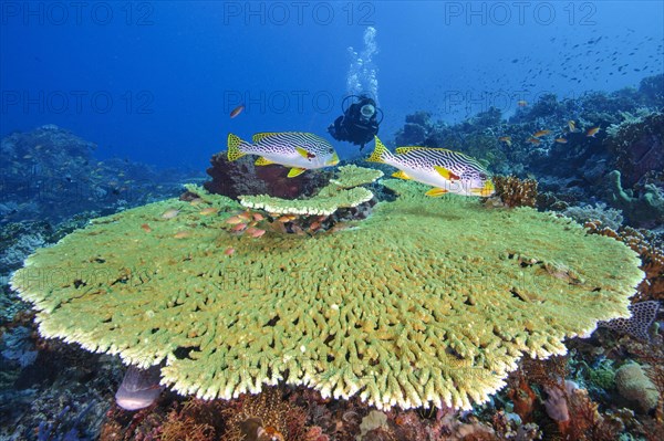 Striped diagonal-banded sweetlip