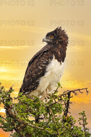 Martial Eagle