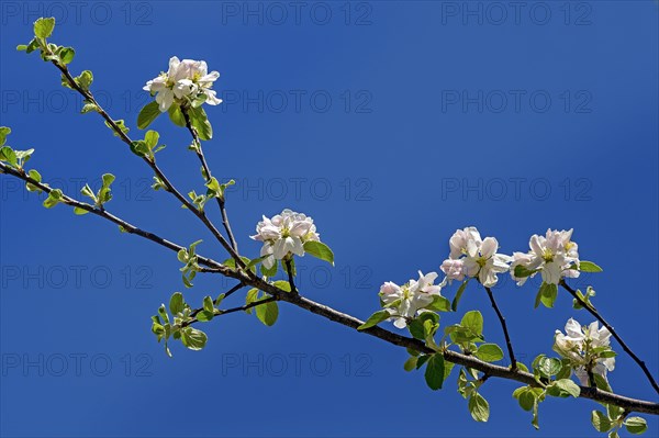 Branch of an apple tree