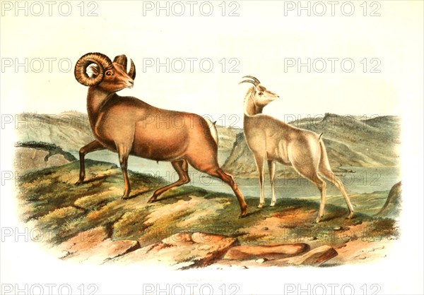 Bighorn sheep