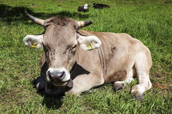 Cow lying in the grass