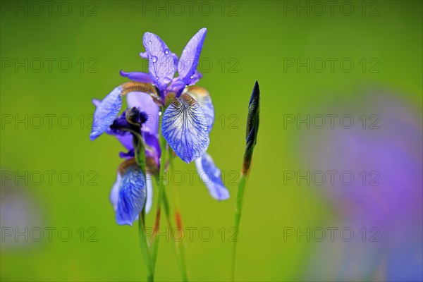 Siberian iris