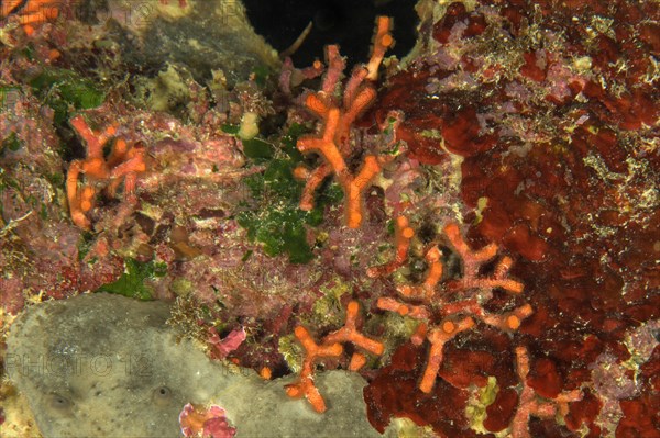 False coral