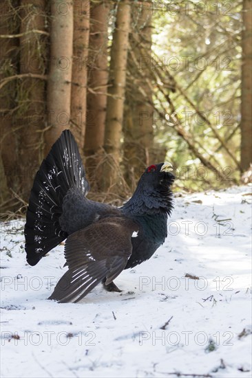 Western capercaillie