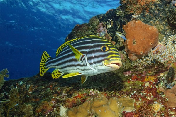 Oriental sweetlips