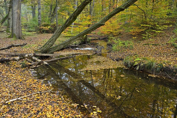 Rotbach in the autumnal Hiesfeld Forest