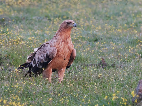 Kaiseradler