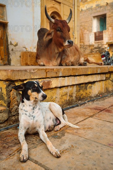 Indian cow and dog resting sleeping in the street