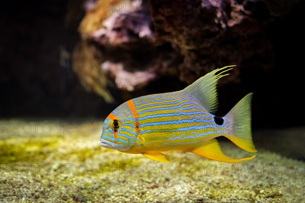 Sailfin snapper blue-lined sea bream