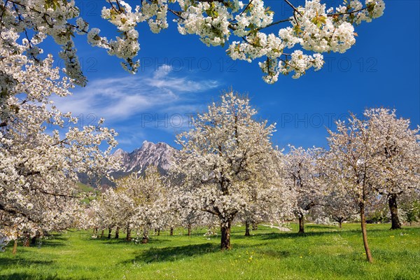 Obstplantage im Fruehling