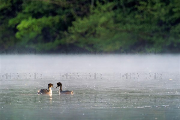 Great Crested Grebe