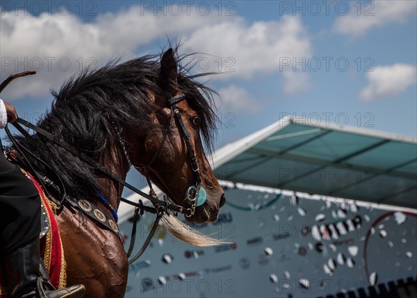 Portrait of dark palomino horse. Horse head with long mane in profile