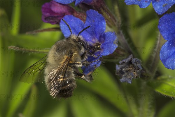 Common furry bee