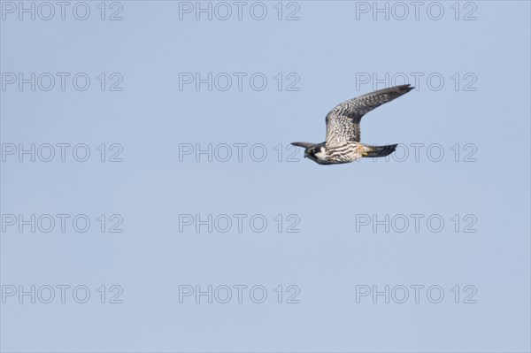 Eurasian Hobby