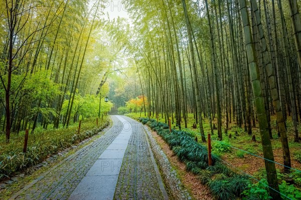 A path in china with bamboo trees