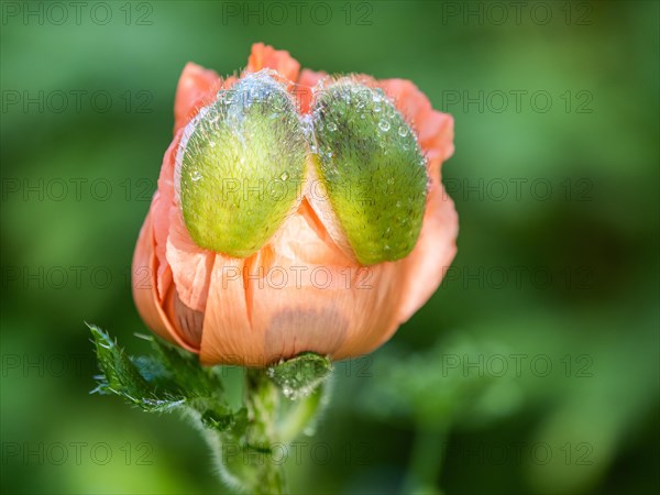 Oriental poppy