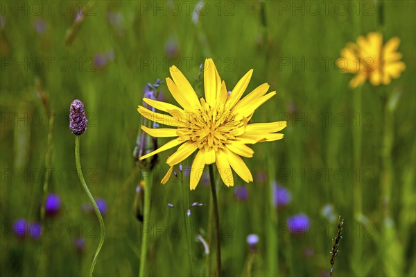 Meadow goatsbeard