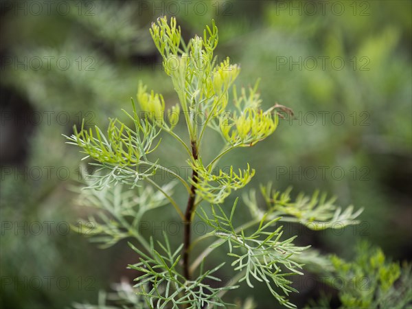 Mountain rue