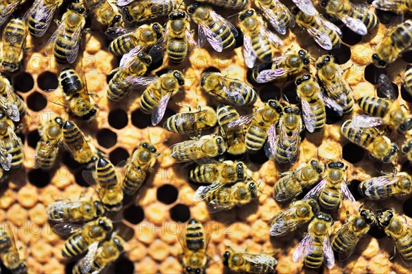 Workers of the honey bee