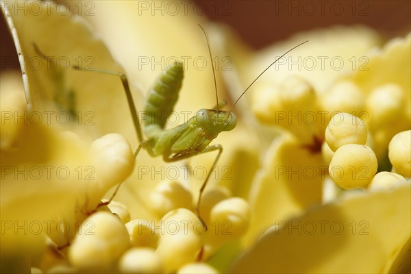 African bush mantis