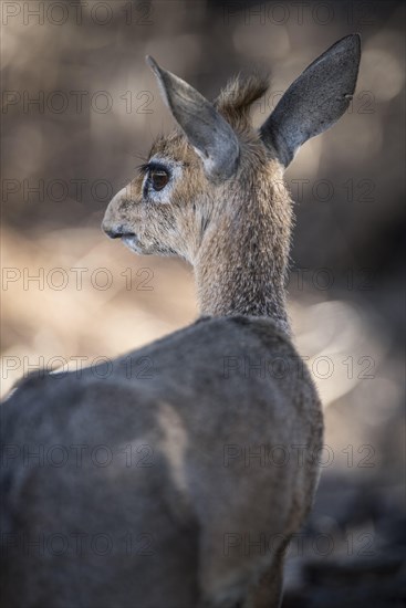 Kirk dikdik or kirk's dik-dik