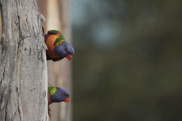 Rainbow lorikeet