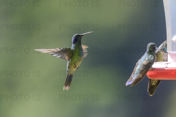 Mexican violetear